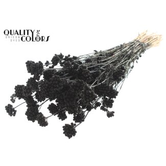 QC Lona séchée | Couleur : Noir | Lonas Annua Fleurs séchées | Longueur ± 50 centimètres | Par bouquet