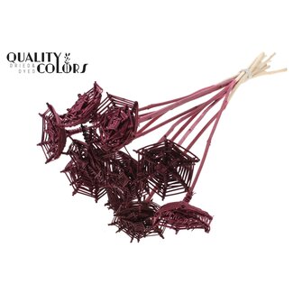 QC Rotan Lata Spinnenweb op stok | Kleur: Bordeauxrood | Lata Spiderweb platte Bijsteker | Lengte ± 50 centimeter | 10 bijstekers per bos