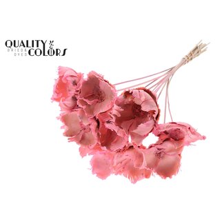 QC Dried Bleached Palm Cup on stem | Colour: Frosted Pink | Length ± 50 centimetres | 10 stems per bunch