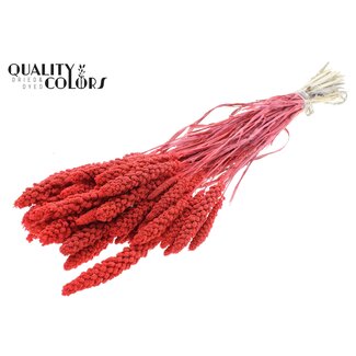 QC Getrocknete Gebleichte Hirse | Farbe: Korallenfarbe | Pennisetum Trockenblumen | Länge ± 70 Zentimeter | Gewicht 200 Gramm | Pro Bund