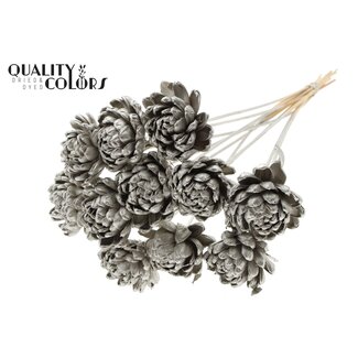 QC Shola Roos op stok | Kleur: Platinakleurig | Shola New Beauty Rose | Diameter 8 centimeter | Lengte ± 50 centimeter | 10 bijstekers per bos | Per bos