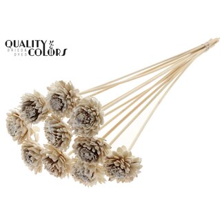 QC Shola Houten met was Zinnia op stok | Kleur: Wit | Shola Zinia Bijsteker | Diameter bloem 6 centimeter | Lengte bijsteker ± 50 centimeter | 10 bijstekers per bos