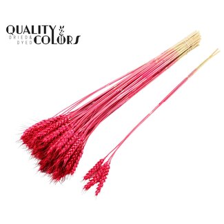 QC Blé Séché | Couleur : Cerise | Triticum Fleurs Séchées | Longueur ± 55 centimètres | 3 brins par bouquet | 25 bouquets par botte | Par botte