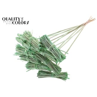 QC White Lady Posy on Stick | Colour: Frosted Mint Green | White Lady Posy Stick | Length ± 50 centimetres | 10 sticks per bunch