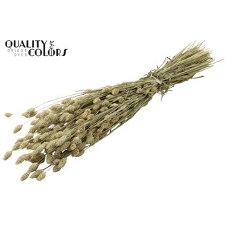 QC Getrocknete Phalaris | Farbe: Natur | Kanariengras Trockenblumen | Länge ± 60 Zentimeter | Gewicht 220 Gramm | Pro Bund