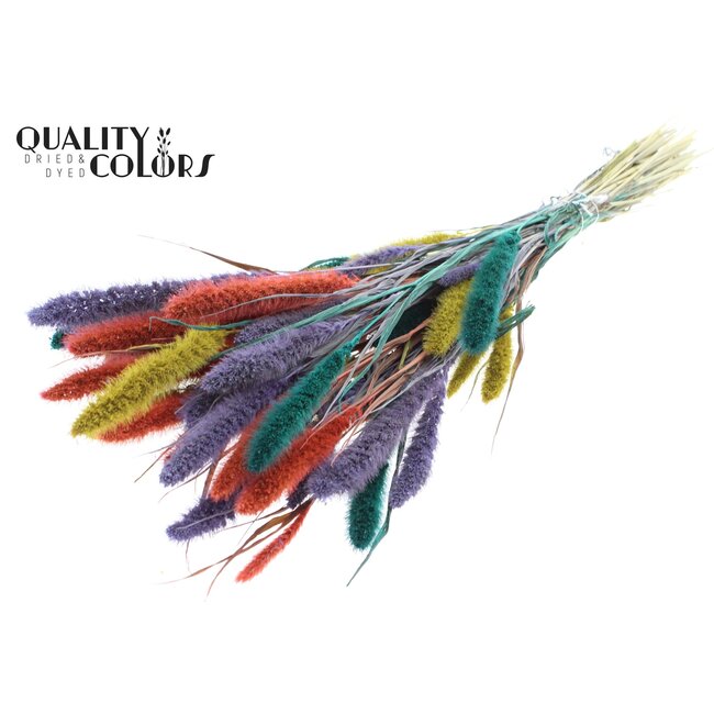 Setaria séchée “Coloré 5” | Couleur : Couleurs Mélangées | Fleurs séchées Setaria | Longueur ± 70 centimètres | Poids 210 grammes | Par bouquet