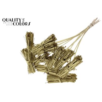 QC White Lady Posy on Stick | Colour: Gold-coloured | White Lady Posy Pick | Length ± 50 centimetres | 10 picks per bunch