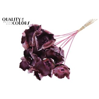 QC Dried Palm Cup on stem | Colour: Metallic Pink | Length ± 50 centimetres | 10 stems per bunch