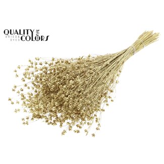 QC Gedroogd Lino Vlas | Kleur: Goudkleurig | Linum Droogbloemen | Lengte ± 50 centimeter | Gewicht 150 gram | Per bos