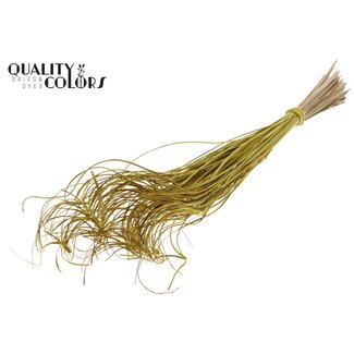 QC Dried Palm Leaf Vein | Curly Ting Ting | Colour: Yellow | Length ± 70 centimetres | 100 stems per bunch | Per bunch