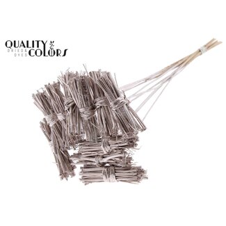 QC White Lady Posy on Stick | Colour: Champagne | White Lady Posy Stick | Length ± 50 centimetres | 10 sticks per bunch