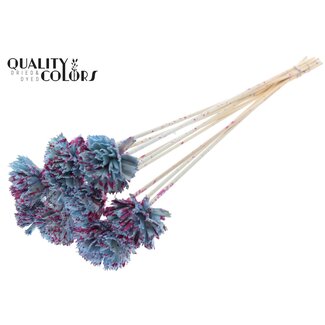 QC Shola Wooden Carnation Flower on Stem | Colour: Speckled Light Blue Cherry Colour | Shola Carnation Flower Pick | Flower Diameter 6 centimetres | Pick Length ± 50 centimetres | 10 picks per bunch