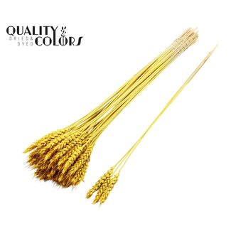 QC Gedroogde Tarwe | Kleur: Geel | Triticum Droogbloemen | Lengte ± 55 centimeter | 3 takjes per toefje | 25 toefjes per bos | Per bos