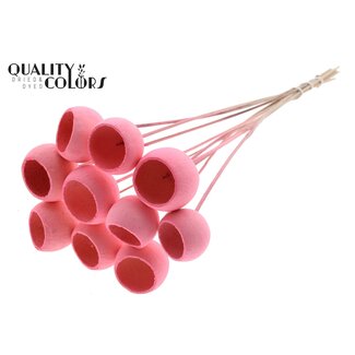 QC Gebleekte Gedroogde Bellgums | Kleur: Lichtroze | Bell Cup Bijsteker | Lengte ± 50 centimeter | 10 bijstekers per bos