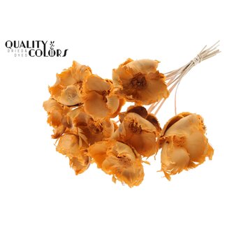 QC Dried Bleached Palm Cup on stem | Colour: Frosted Salmon | Length ± 50 centimetres | 10 stems per bunch