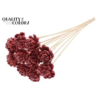 QC Shola Houten Roos met was op stok | Kleur: Bordeauxrood | Sola New Beauty Rose | Diameter 6 centimeter | Lengte ± 50 centimeter | 10 bijstekers per bos | Per bos