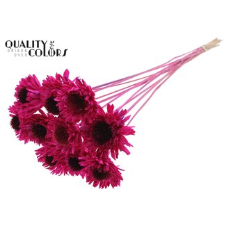 QC Shola Madelief Zonnebloem op stok | Kleur: Lilakleurig | Shola Daisy Sunflower | Diameter 6 centimeter | Lengte ± 50 centimeter | 10 bijstekers per bos | Per bos