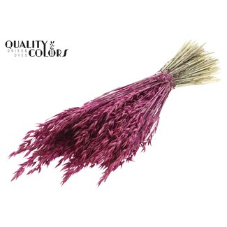 QC Gedroogde Haver | Kleur: Lilakleurig | Avena Droogbloemen | Lengte ± 60 centimeter | Gewicht 250 gram | Per bos