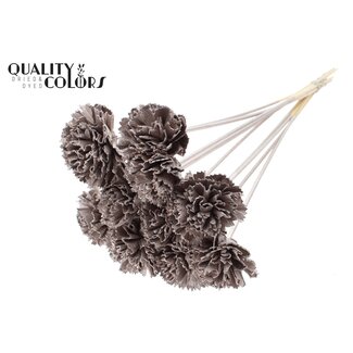 QC Shola Houten Karnish Flower on stick | Colour: Champagne | Shola Karnish Flower Stick | Flower diameter 6 centimetres | Stick length ± 50 centimetres | 10 sticks per bunch