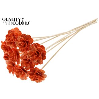 QC Shola Roos met was op stok | Kleur: Oranje | Shola Beetal Rose | Diameter 6 centimeter | Lengte ± 50 centimeter | 10 bijstekers per bos | Per bos
