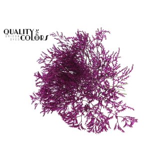 QC Lavande de mer séchée | Couleur : Lilas | Fleurs séchées Limonium Tataricum | Longueur ± 30 cm | Poids 45 grammes | Par bouquet