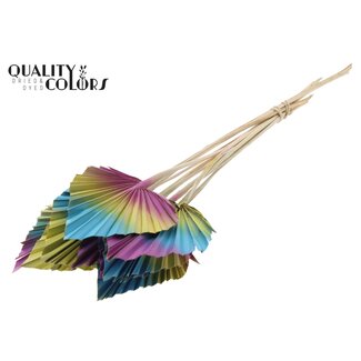 QC Gedroogde Palm Spear | Ibiza mix | Kleur: Gemengde Kleuren | Palmbladeren in Speervorm | Lengte ± 50 centimeter | 10 takken per bos | Per bos