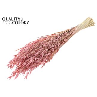 QC Getrockneter Hafer Premium | Farbe: Frosted Rosa | Avena Premium Trockenblumen | Länge ± 70 Zentimeter | Gewicht 200 Gramm | Pro Bund
