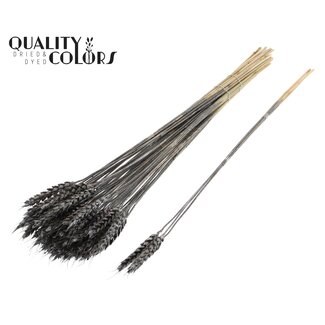 QC Getrockneter Weizen | Farbe: Metallic Graphit | Triticum Trockenblumen | Länge ± 55 Zentimeter | 3 Zweige pro Bündel | 25 Bündel pro Strauß | Pro Strauß