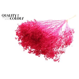 QC Bleached Dried Broom Bloom | Colour: Cherry-coloured | Broom Dried Flowers | Length ± 50 centimetres | Weight 100 grams | Per bunch