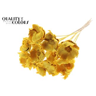 QC Dried Bleached Palm Cup on stem | Colour: Yellow | Length ± 50 centimetres | 10 stems per bunch