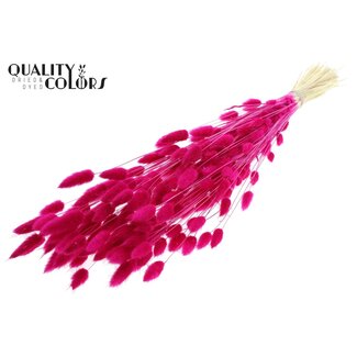 QC Gedroogde Gebleekte Hazenstaartjes Premium | Kleur: Lilakleurig | Lagurus Ovatus droogbloemen | Lengte ± 70 centimeter | Gewicht 100 gram | Per bos