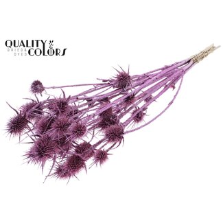 QC Dried Cardistella Thistles | Colour: Antique Gold with Glitter | Cardi Stella Dried Flowers | Length ± 55 centimetres | 10 stems per bunch | Per bunch