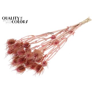 QC Bleached Dried Cardistella Thistles | Colour: Cherry | Cardi Stella Dried Flowers | Length ± 55 centimetres | 10 stems per bunch | Per bunch