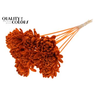 QC Shola Roos op stok | Kleur: Oranje | Shola New Beauty Rose | Diameter 8 centimeter | Lengte ± 50 centimeter | 10 bijstekers per bos | Per bos