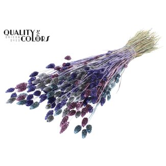 QC Gedroogde Phalaris "Metallic Galaxy Mix" | Kleur: Gemengde Kleuren | Kanariegras Droogbloemen | Lengte ± 60 centimeter | Gewicht 220 gram | Per bos