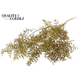 QC Gedroogde Ruscus | Kleur: Olijfgroen | Ruscus Droogbloemen | Lengte ± 70 centimeter | 10 takken per bos | Per bos