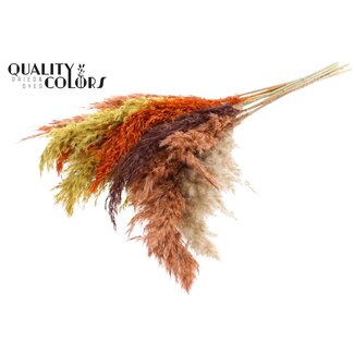 QC Dried Pampas Plumes “Colourful 3” | Colour: Mixed Colours | Pampas Dried Flowers | Length ± 70 centimetres | 10 plumes per bunch | Per bunch