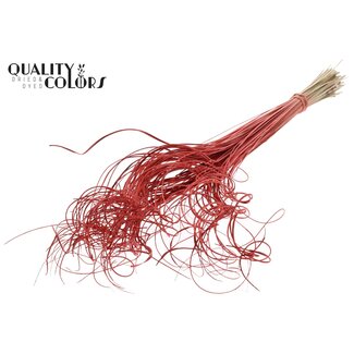 QC Dried Palm Leaf Vein | Curly Ting Ting | Colour: Coral | Length ± 70 centimetres | 100 stems per bunch | Per bunch