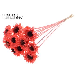 QC Shola Madelief Zonnebloem op stok | Kleur: Koraalkleurig | Shola Daisy Sunflower | Diameter 6 centimeter | Lengte ± 50 centimeter | 10 bijstekers per bos | Per bos