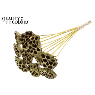 QC Dried Lotus Pods on Stick | Colour: Yellow Metallic | Lotus Diameter 5 - 7 centimetres | Stick Length ± 50 centimetres | 10 sticks per bunch