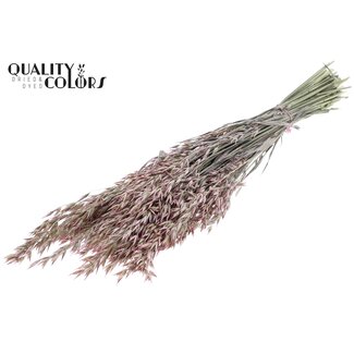 QC Gedroogde Haver | Kleur: Pearl Roze | Avena Droogbloemen | Lengte ± 60 centimeter | Gewicht 250 gram | Per bos