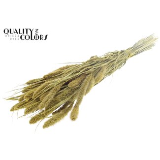 QC Gedroogde Setaria | Kleur: Metallic Geel | Setarea Droogbloemen | Lengte ± 70 centimeter | Gewicht 210 gram | Per bos
