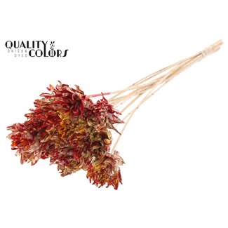 QC Shola Flower on Stem | Colour: Multicoloured Red Yellow | Shola Slice Pine | Diameter 6 centimetre | Length ± 50 centimetre | 10 picks per bunch | Per bunch