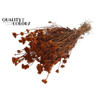 QC Dried Lona | Colour: Terracotta | Lonas Annua Dried Flowers | Length ± 50 centimetres | Per bunch