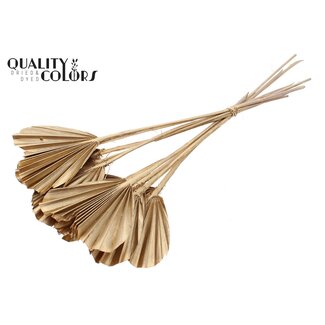 QC Gedroogde Palm Spear Heart | Kleur: Antiek Goudkleurig | Palmbladeren in Hartvorm | Lengte ± 45 centimeter | 10 takken per bos | Per bos