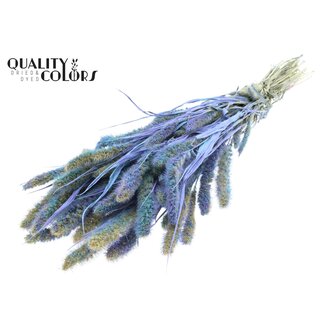 QC Gedroogde Setaria | Kleur: Meerkleurig Lichtblauw | Setarea Droogbloemen | Lengte ± 70 centimeter | Gewicht 210 gram | Per bos