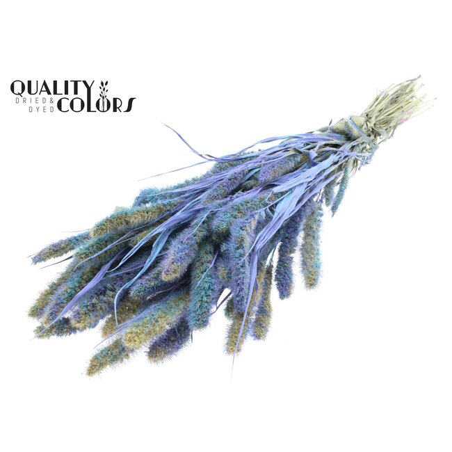 Setaria séchée | Couleur : Multicolore Bleu Clair | Fleurs séchées Setaria | Longueur ± 70 centimètres | Poids 210 grammes | Par bouquet