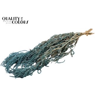 QC Hang Amaranthus ±70cm p/bunch Light Blue