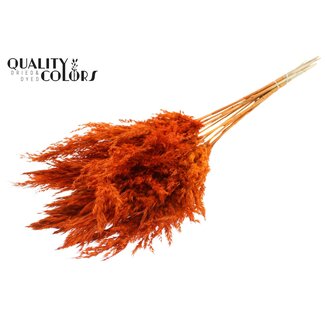 QC Gedroogde Pampas Pluimen | Kleur: Oranje | Pampas Droogbloemen | Lengte ± 70 centimeter | 10 pluimen per bos | Per bos