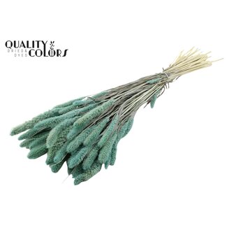 QC Getrocknete Gebleichte Setaria | Farbe: Frosted Hellblau | Setaria Trockenblumen | Länge ± 70 Zentimeter | Gewicht 210 Gramm | Pro Bund